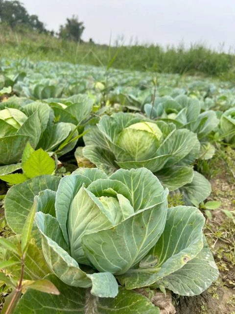 Cabbages growing in the field at Kaapiyam Organic Farm
