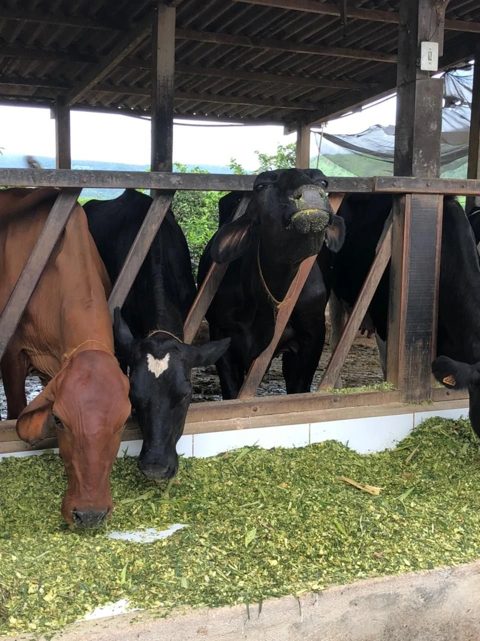 Cows feeding on fresh green fodder at Dhanalaxshmi's dairy