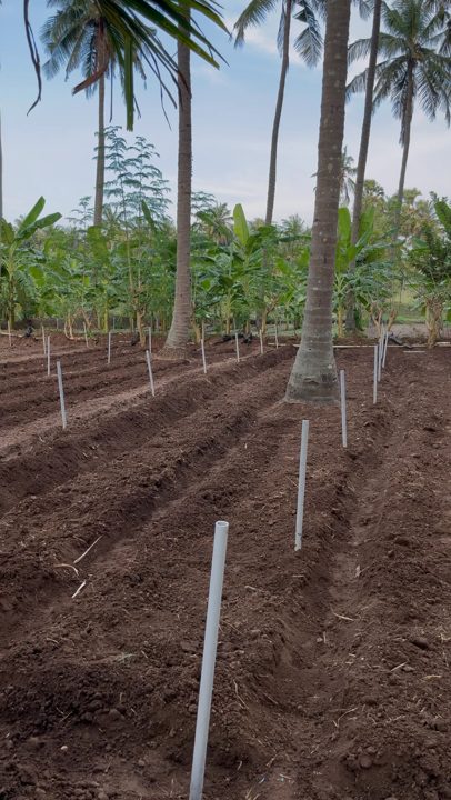Freshly prepared beds with irrigation pipes at Keerai Kandasamy's farm