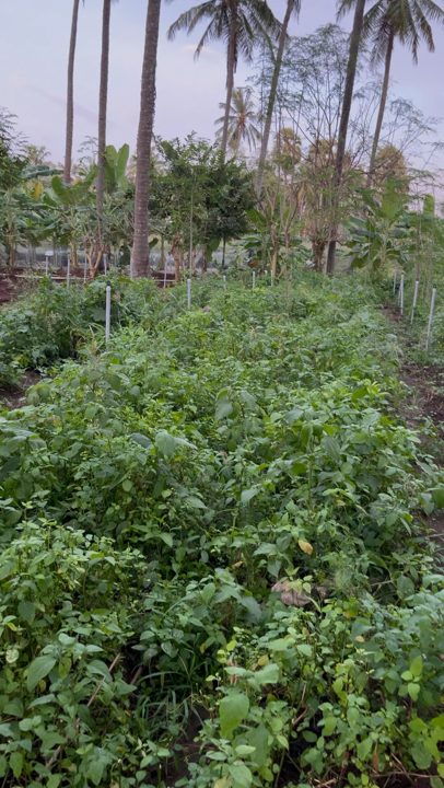 Dense rows of organic greens under coconut palms
