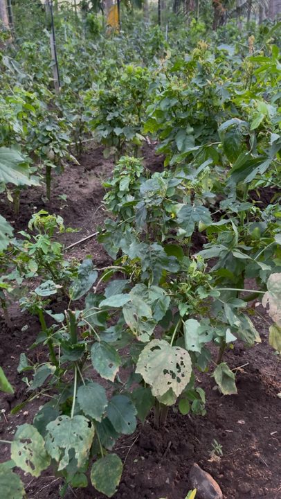 Healthy greens growing in rows at Keerai Kandasamy's farm