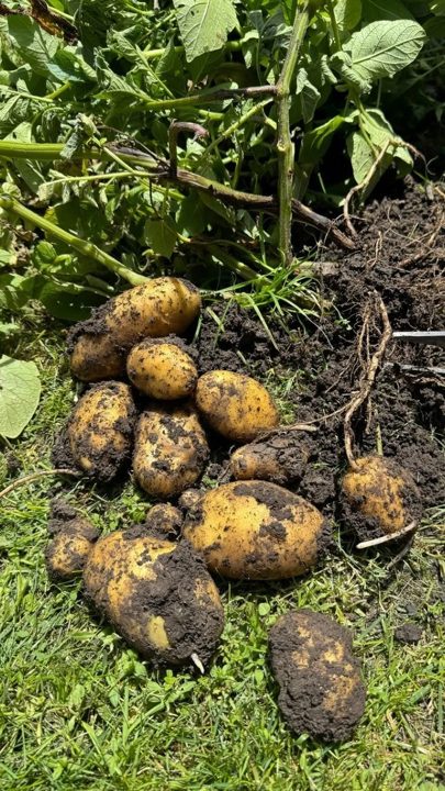 Freshly harvested potatoes at Kaapiyam Organic Farm