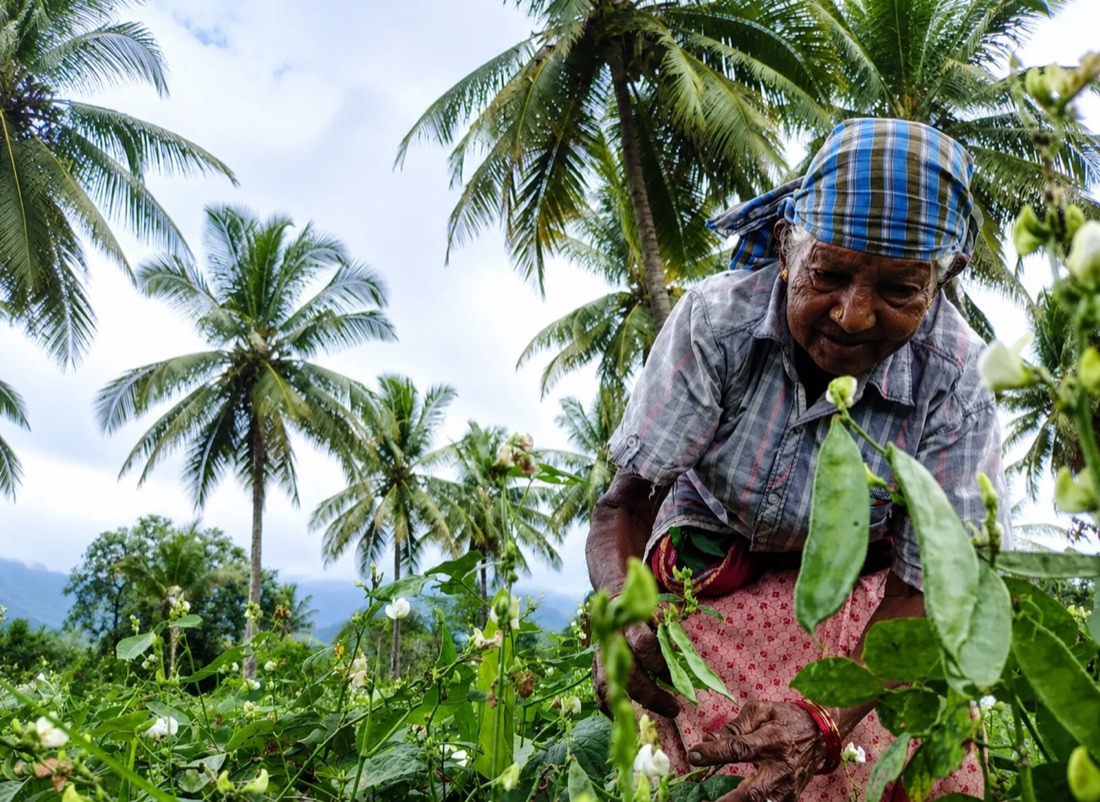 VilFresh partner farmer harvesting jasmine among coconut palms in Tamil Nadu